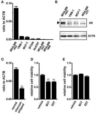 Transcriptional Repression and Protein Degradation of the Ca2+-Activated K+ Channel KCa1.1 by Androgen Receptor Inhibition in Human Breast Cancer Cells